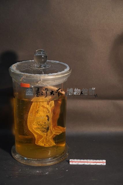 赤腹松鼠的切面藏品圖，第1張