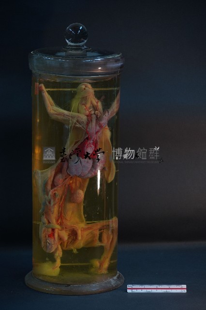 兔的解剖藏品圖，第1張