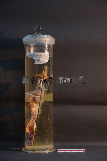 犬之頭骨切面藏品圖，第1張