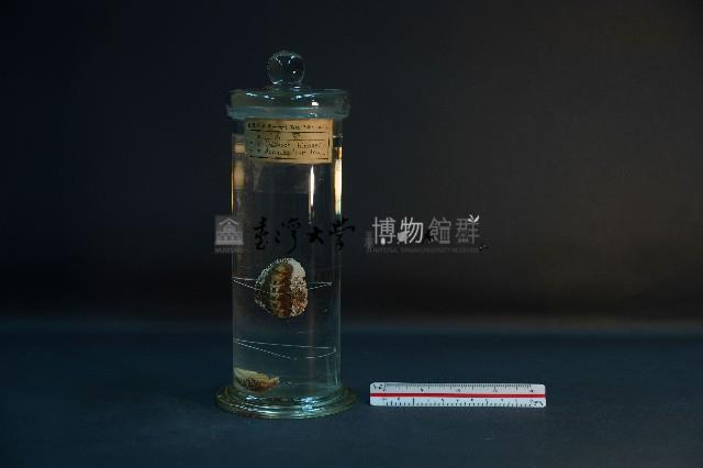 石鱉 (錦石鱉和海膽石鱉)藏品圖，第1張