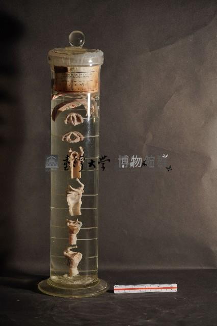 犬之咽喉藏品圖，第1張