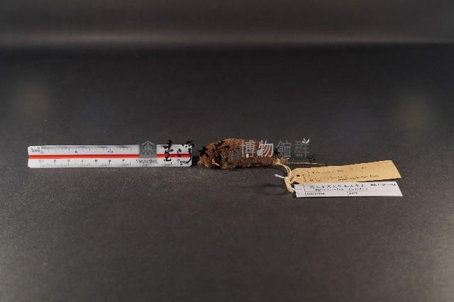 臺灣煙尖鼠藏品圖，第1張