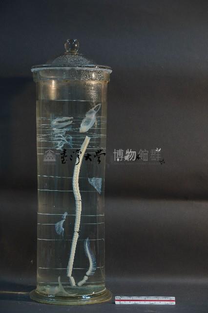 鯊魚的骨骼藏品圖，第1張