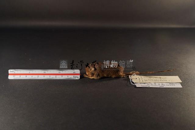 小家鼠藏品圖，第1張