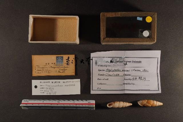 煙管螺藏品圖，第1張