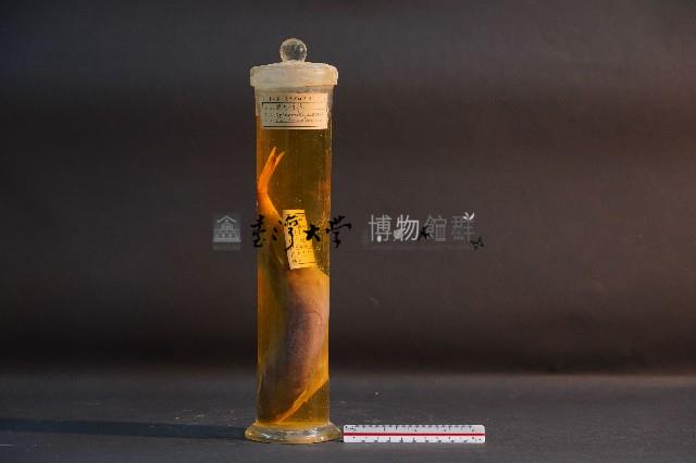 栗色河豚藏品圖，第1張