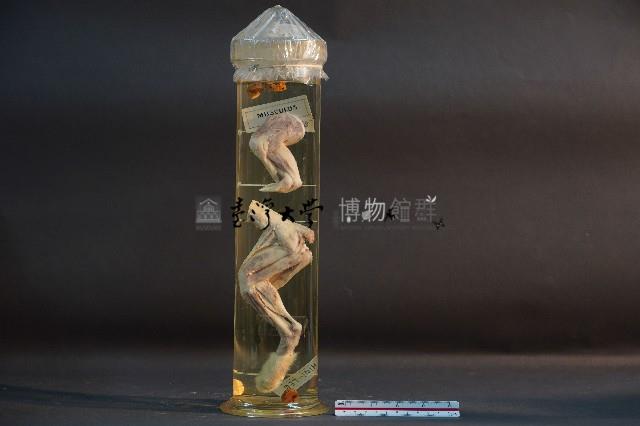 貓的前後腿肌肉藏品圖，第1張