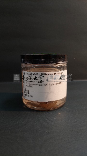 鱟藏品圖，第1張