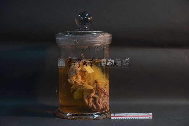 臺灣雌性穿山甲的內部器官(含胚胎)藏品圖，第1張