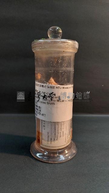 赤香螺藏品圖，第1張