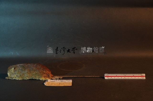 小黃腹鼠藏品圖，第1張