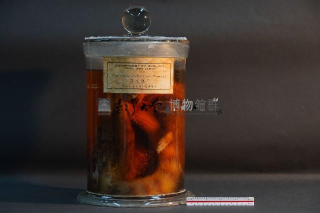 麝香貓藏品圖，第1張