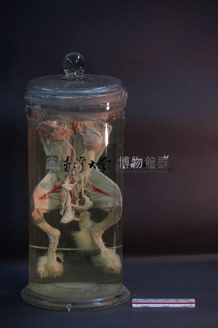 兔的解剖藏品圖，第1張