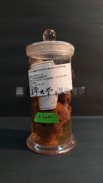 海綿藏品圖，第1張