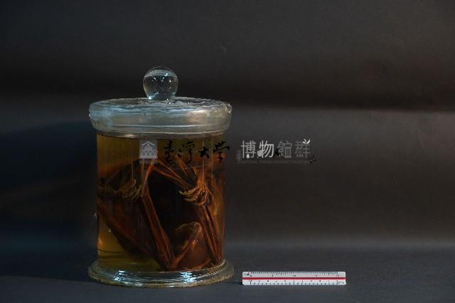 狐蝠藏品圖，第1張