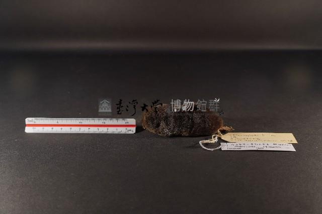 山階氏鼩鼱藏品圖，第1張