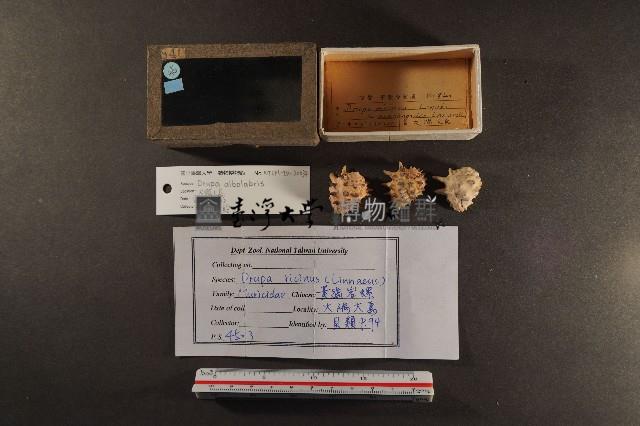 白齒岩螺藏品圖，第1張