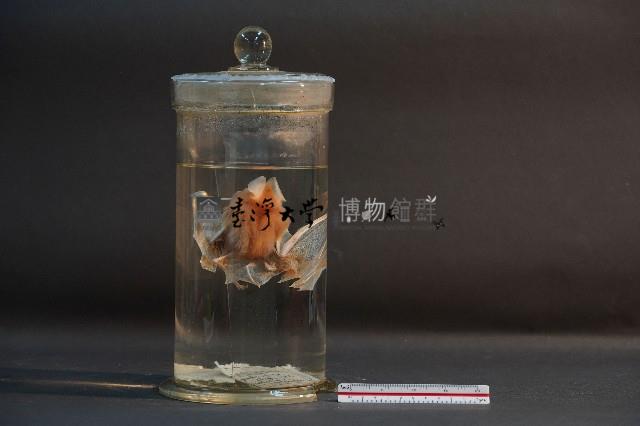 蝙蝠藏品圖，第1張