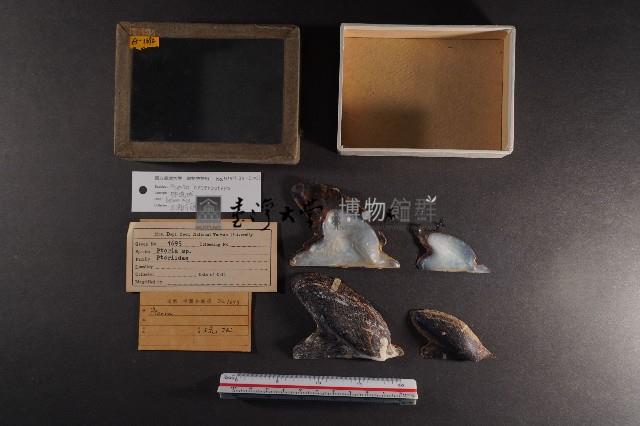 朱紅鶯蛤藏品圖，第1張