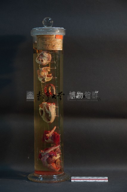 犬之心臟藏品圖，第1張