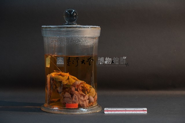 哺乳類的內部器官藏品圖，第1張