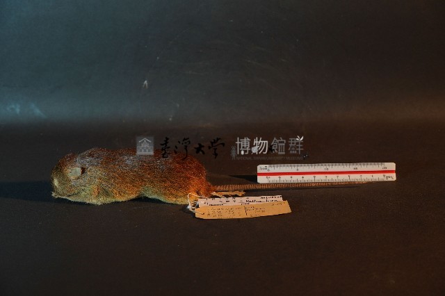 小黃腹鼠藏品圖，第1張