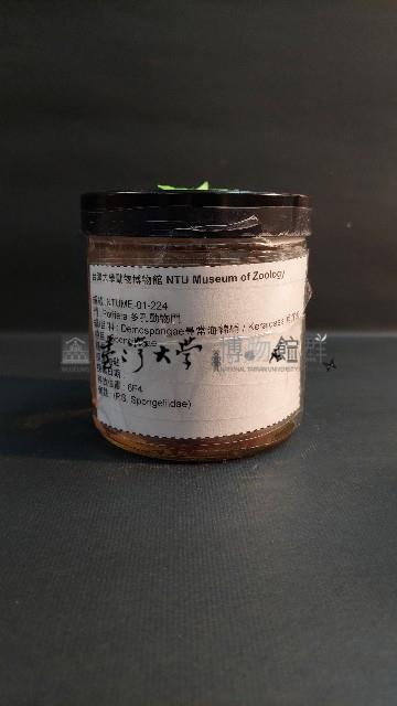 海綿藏品圖，第1張