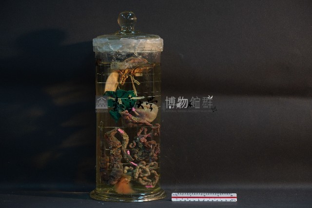 兔的消化系統藏品圖，第1張