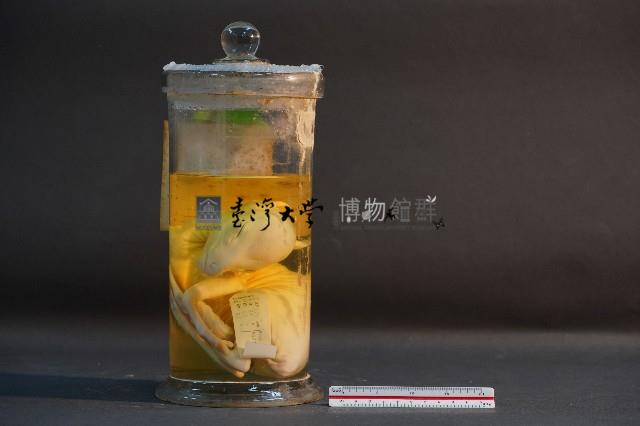 鹿的胎兒藏品圖，第1張