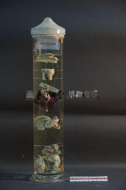貓與狗之內分泌器官藏品圖，第1張