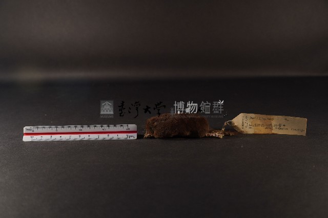 日本鼩鼴藏品圖，第1張