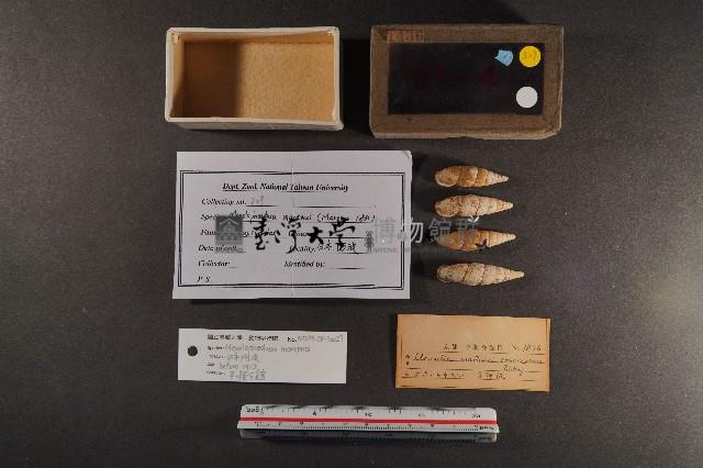 煙管螺藏品圖，第1張