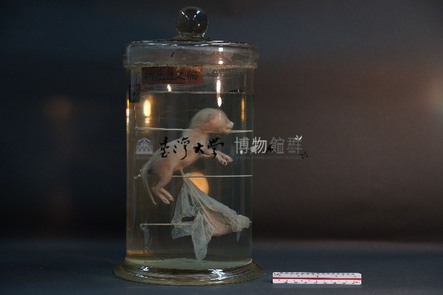 初出生之貓藏品圖，第1張