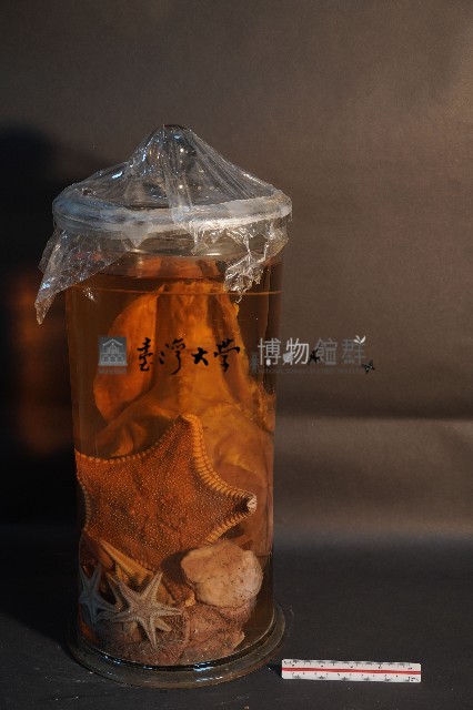 哺乳類的解剖+海星+螳螂蝦+海膽藏品圖，第1張