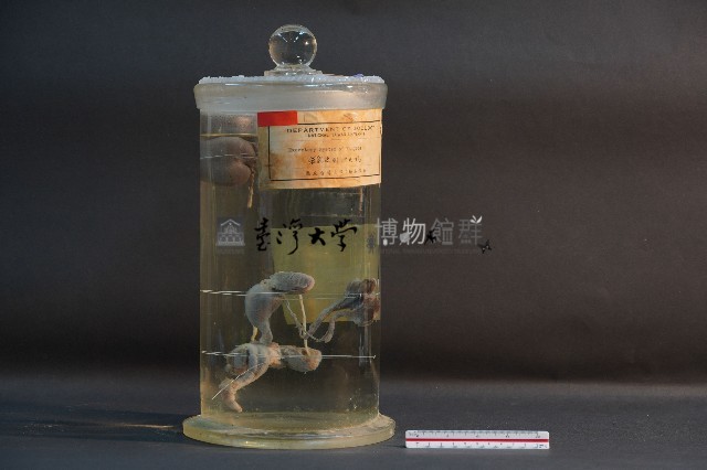 袋鼠之排泄系統藏品圖，第1張