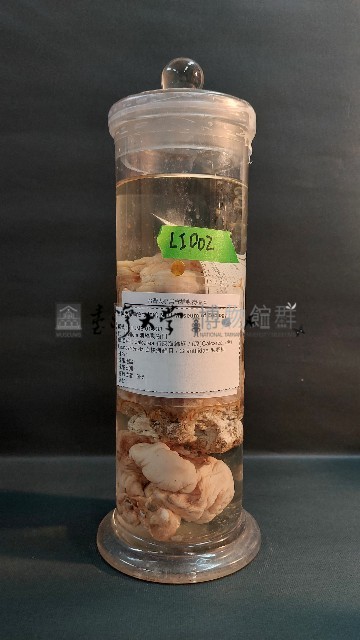海綿藏品圖，第1張