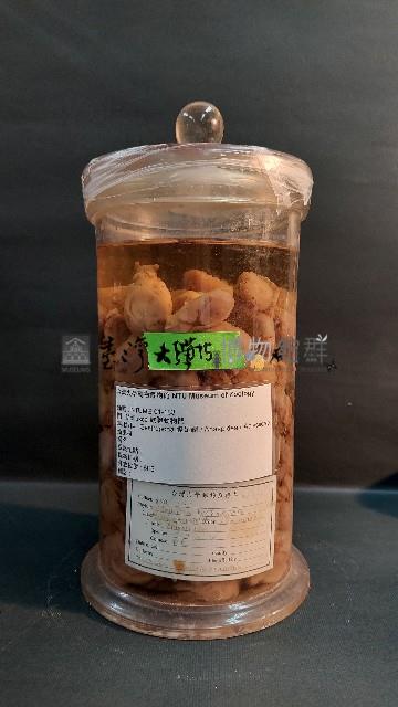 海兔藏品圖，第1張