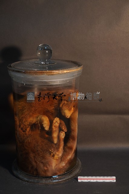 麝香貓藏品圖，第1張