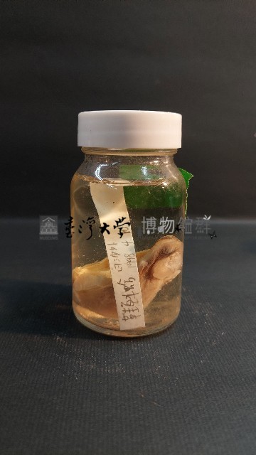 粗飾蚶藏品圖，第1張