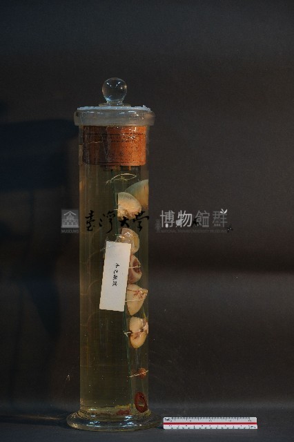 牛之眼球藏品圖，第1張