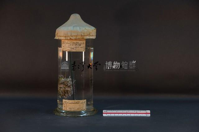 石筆海膽藏品圖，第1張