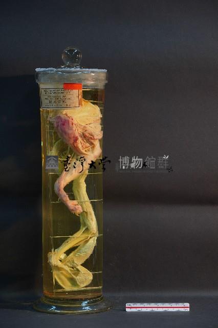 貓之前肢藏品圖，第1張