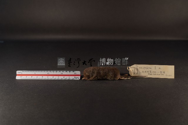 花東麝鼩藏品圖，第1張
