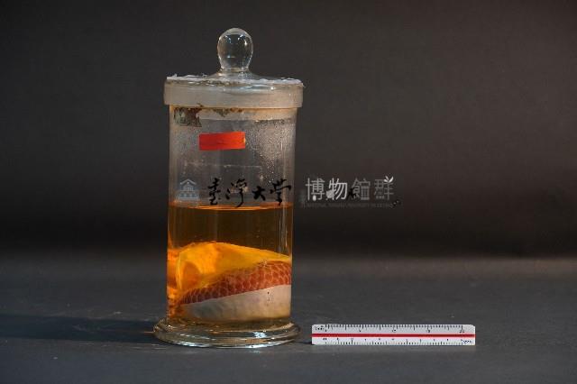 臺灣穿山甲胎兒(含子宮)藏品圖，第1張