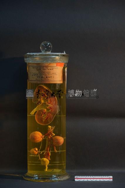 豚及貓之排泄器官藏品圖，第1張