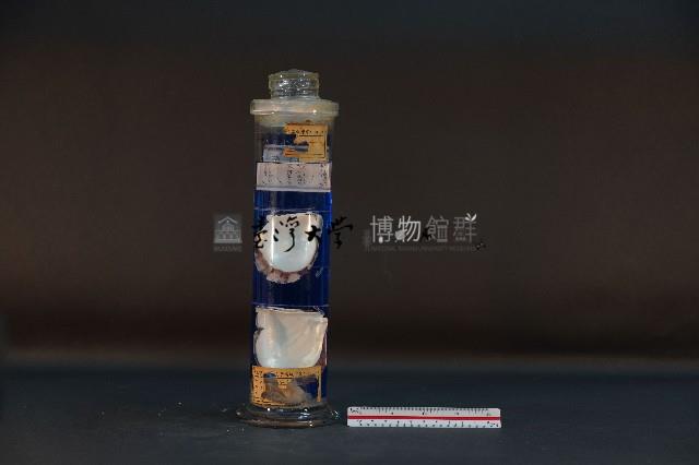 珍珠貝藏品圖，第1張