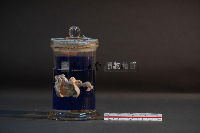 哺乳類的子宮與胚胎藏品圖，第1張