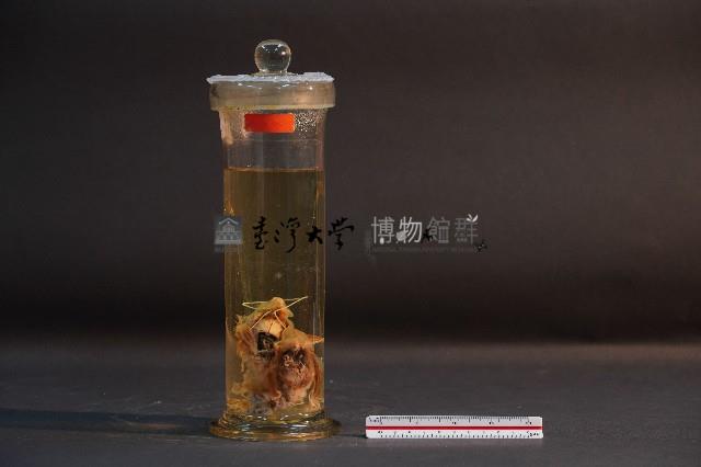 蝙蝠成體與胚胎藏品圖，第1張