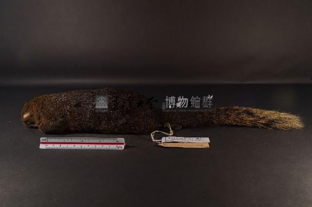 赤腹松鼠藏品圖，第1張