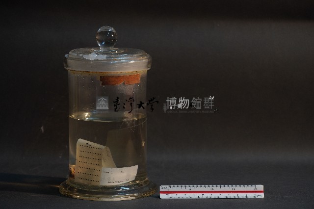 蝙蝠藏品圖，第1張
